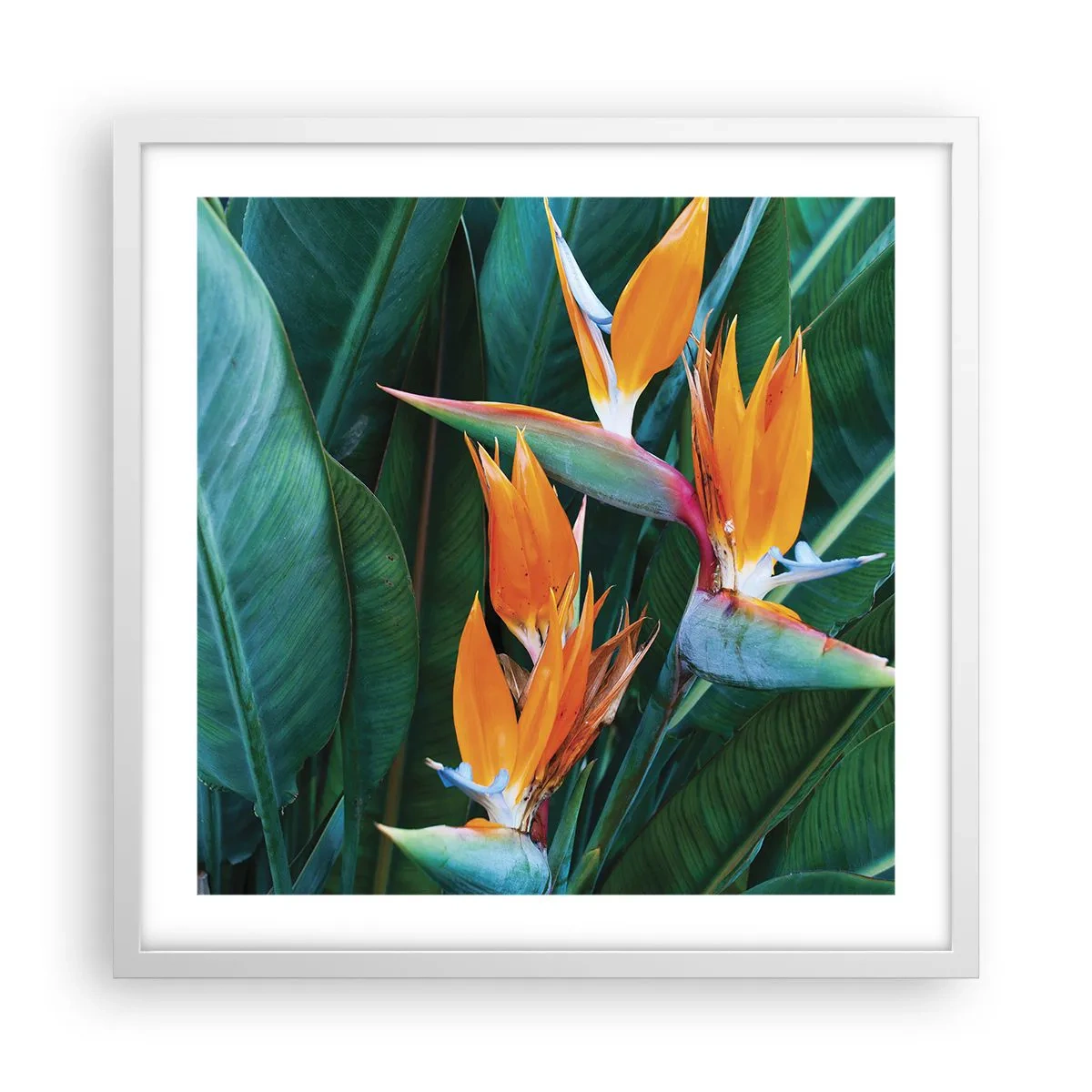 Poster in white frmae - Is It a Flower or a Bird? - 50x50 cm