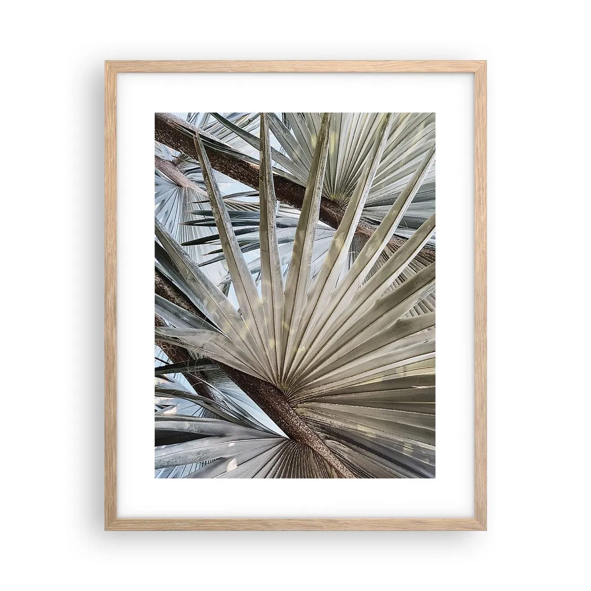 Poster in light oak frame - Fans in tropics - 40x50 cm