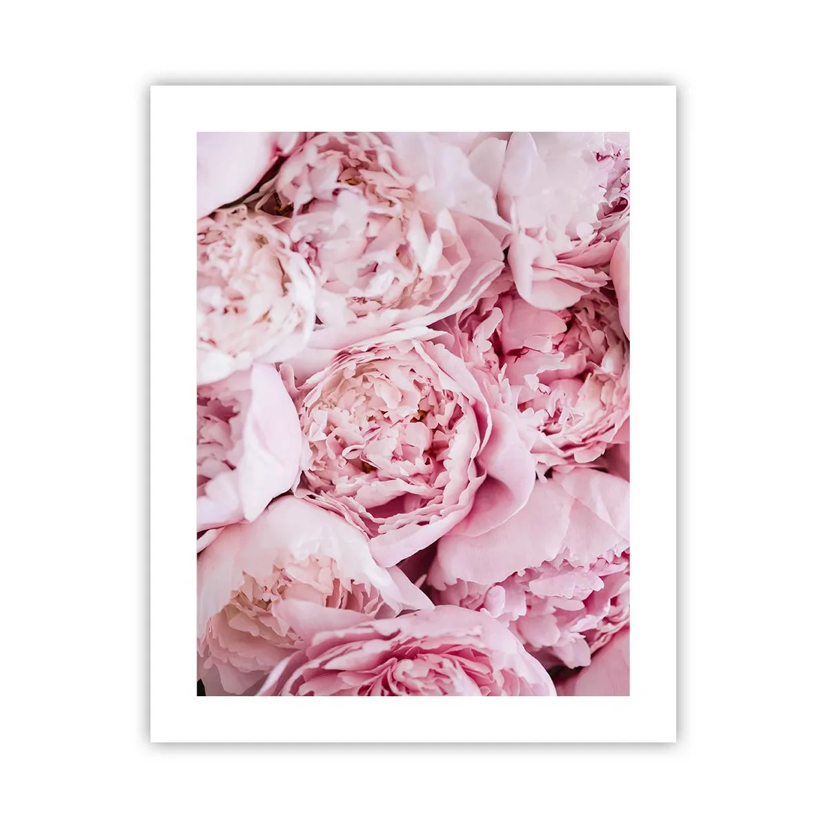 Poster - Cuddly and Fragrant - 40x50 cm