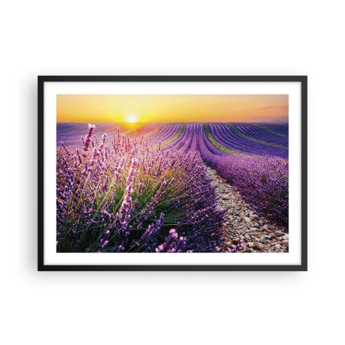 Poster in black frame - Fragrant Field - 70x50 cm