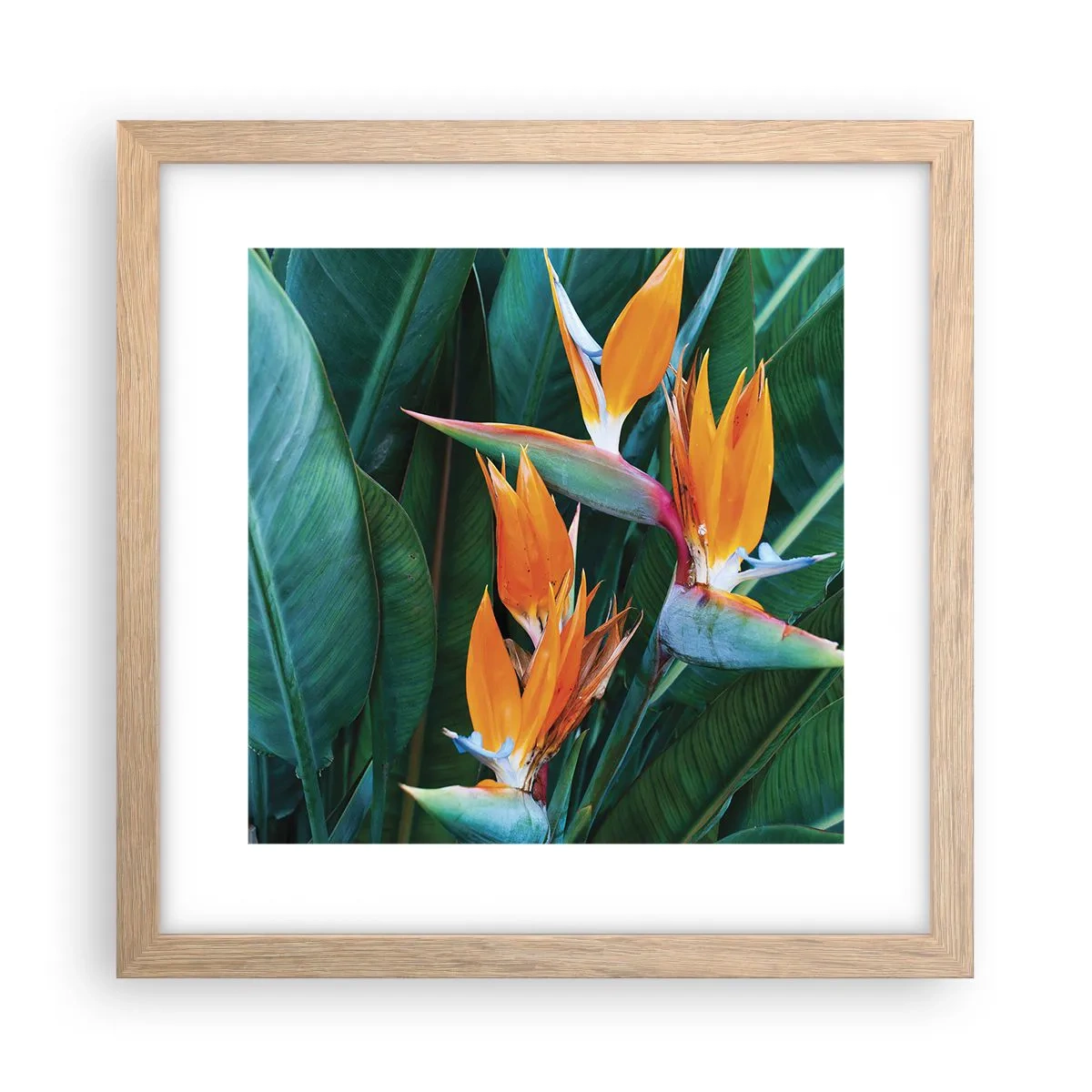 Poster in light oak frame - Is It a Flower or a Bird? - 30x30 cm