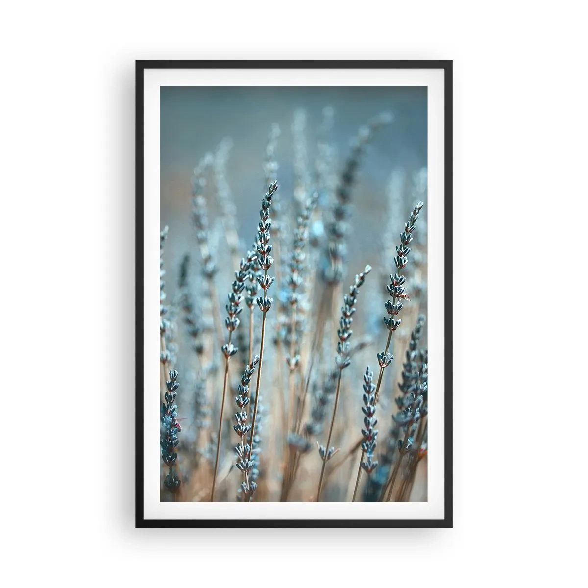Poster in black frame - Fragrant Grass - 61x91 cm