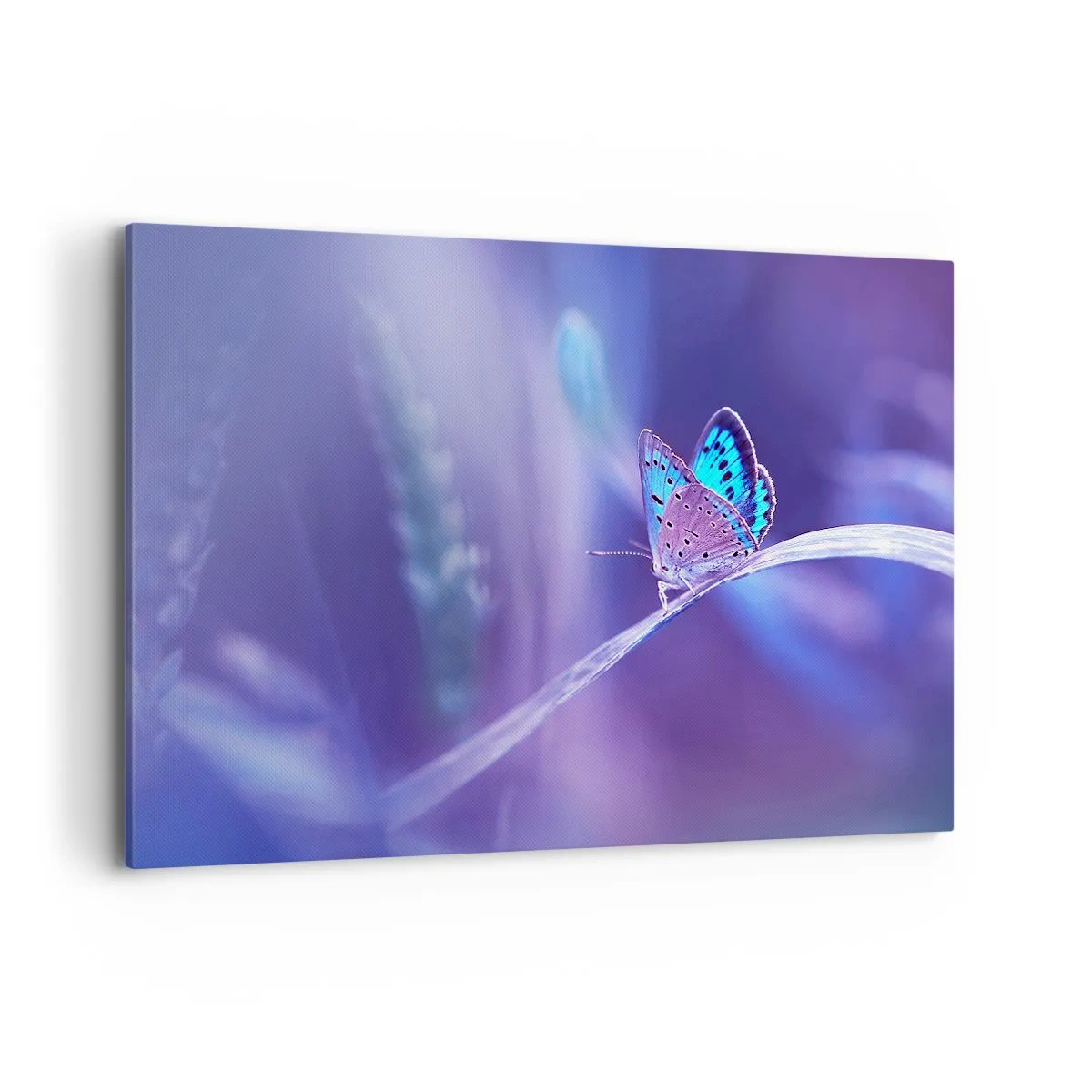 Canvas picture - Jewel of Nature - 120x80 cm