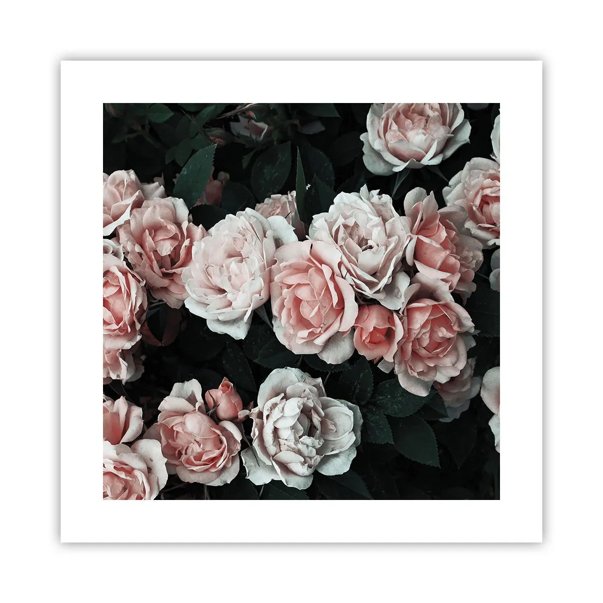 Poster - Rose Ensemble - 40x40 cm