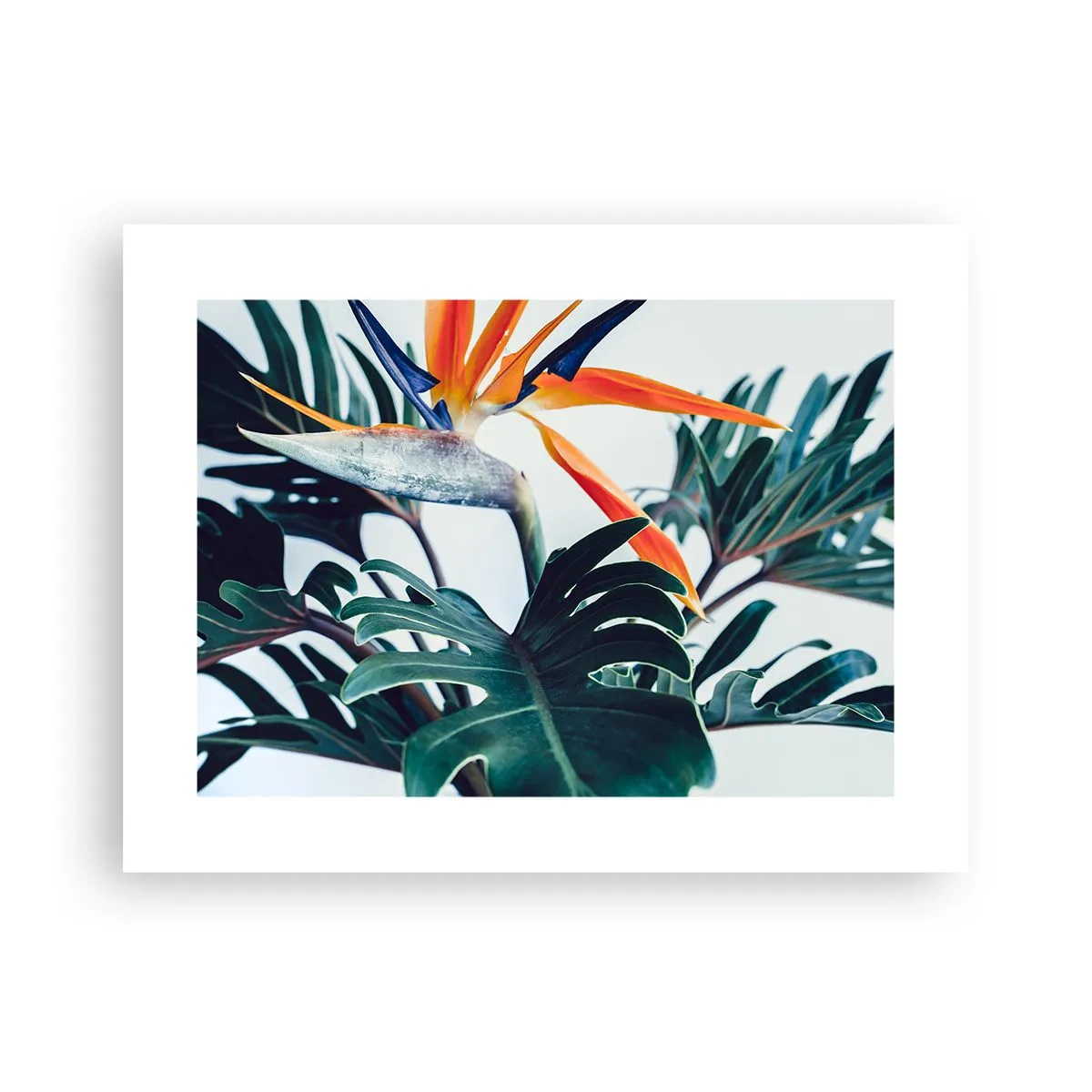 Poster - Birdy Bush - 40x30 cm