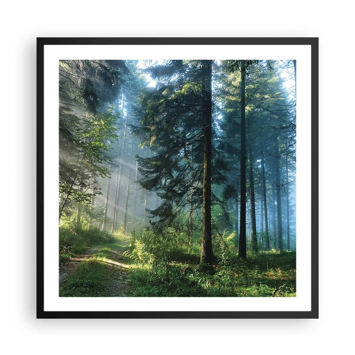 Poster in black frame - Radiant at Dawn - 60x60 cm