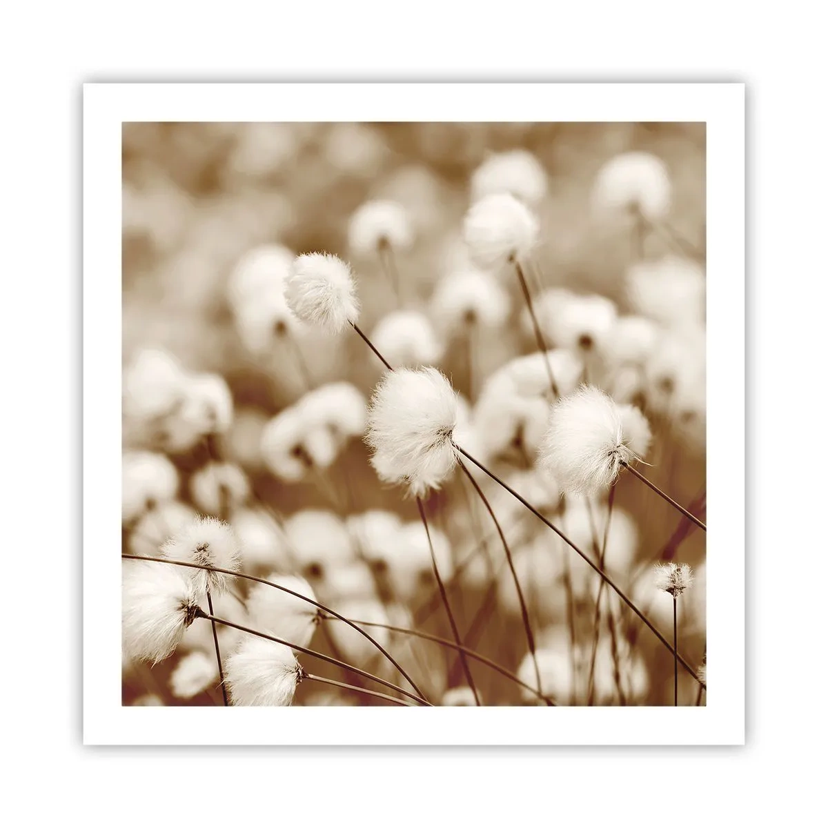 Poster - Fluffy field - 60x60 cm