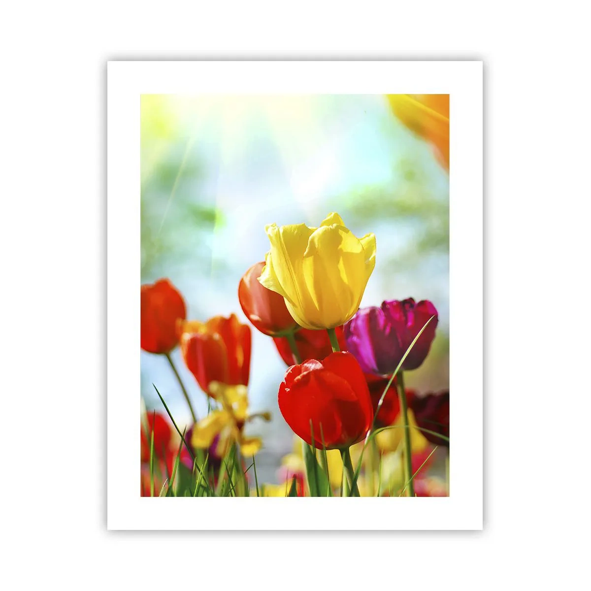 Poster - All Colours of the Sun - 40x50 cm