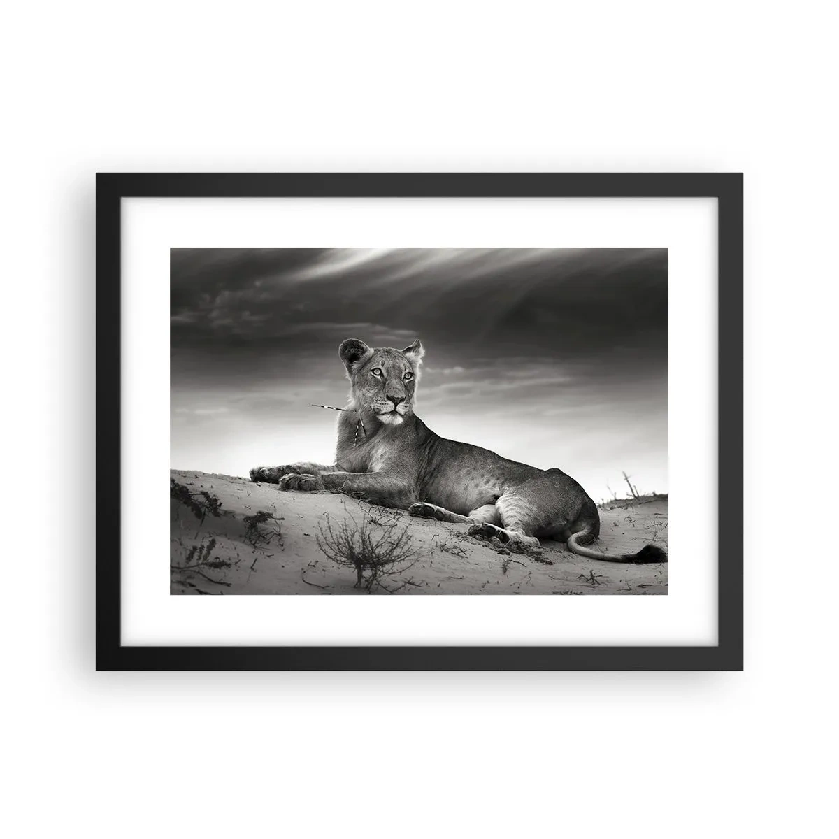 Poster in black frame - Queen of Desert Is Resting - 40x30 cm