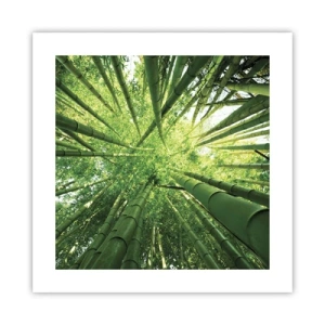Poster - In a Bamboo Forest - 40x40 cm