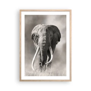 Poster in light oak frame - African Patriarch - 50x70 cm
