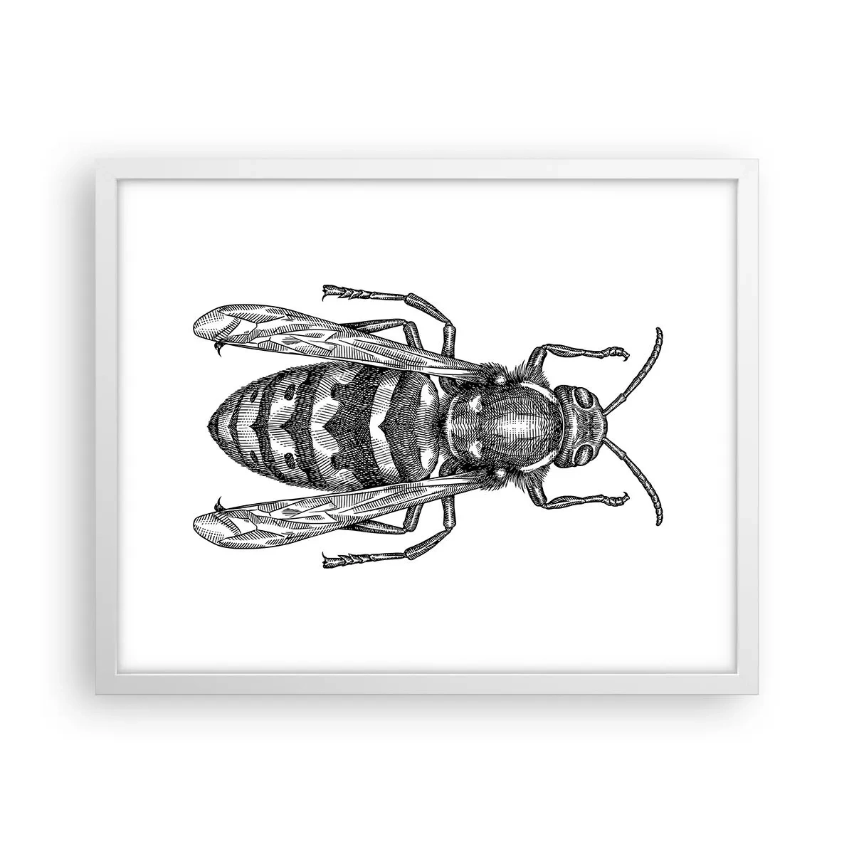 Poster in white frmae - From Insect Planet - 50x40 cm