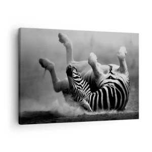 Canvas picture - A black and white zebra rolling in the sand - 70x50cm - Rolling out Laughing - Modern wall decoration for the living room and bedroom ARTTOR