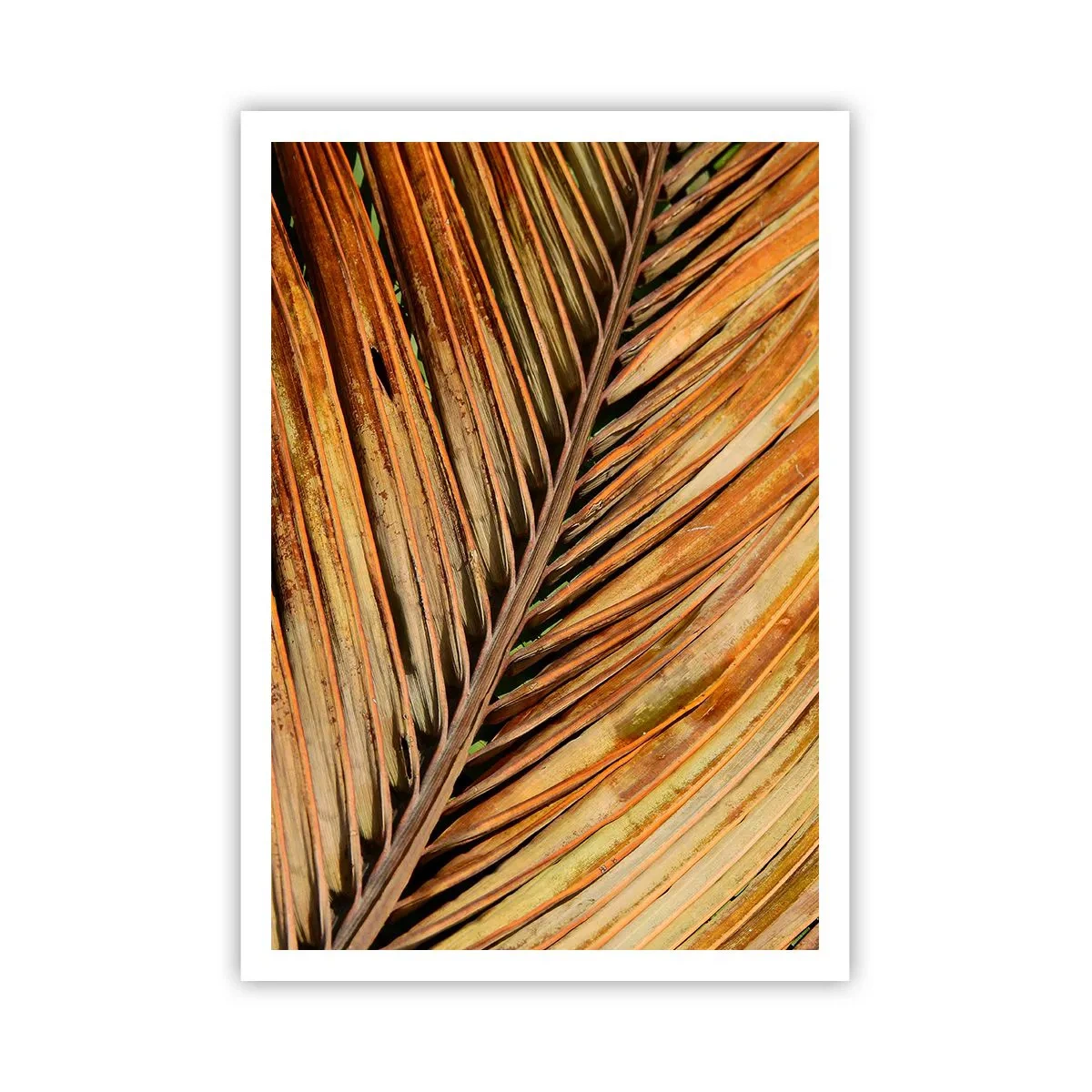 Poster - Coconut Gold - 70x100 cm