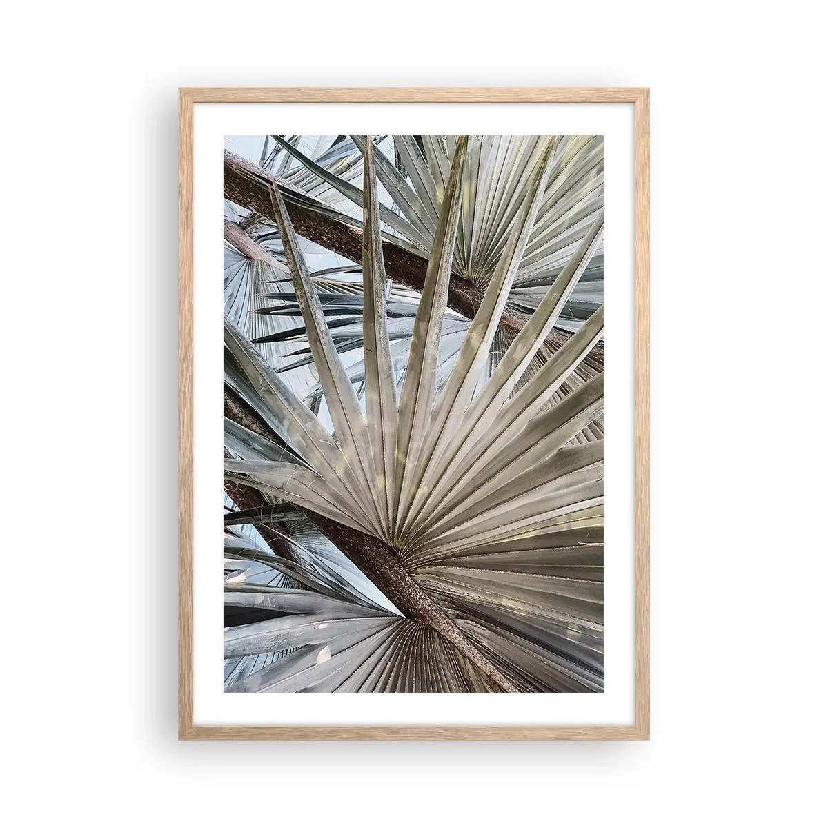 Poster in light oak frame - Fans in tropics - 50x70 cm