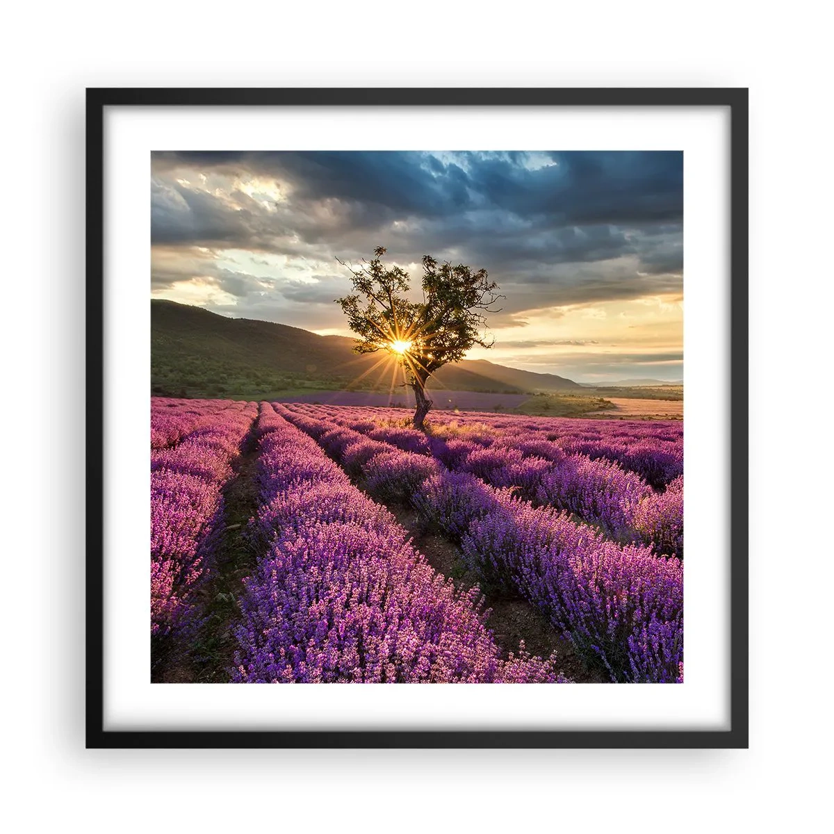 Poster in black frame - Lilac Coloured Aroma - 50x50 cm