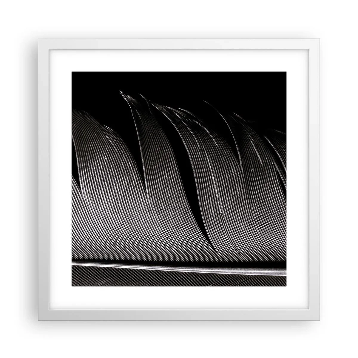 Poster in white frmae - Feather - Wonderful Constract - 40x40 cm