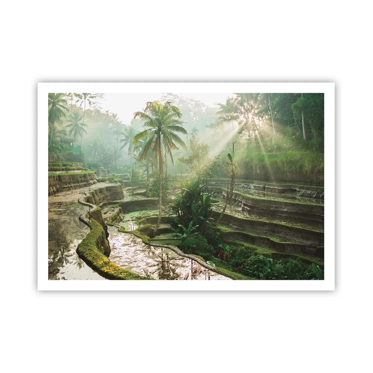 Poster - Maturing in the Sun - 100x70 cm