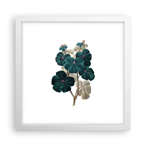 Poster in white frmae - From the Old Herbarium - 30x30 cm