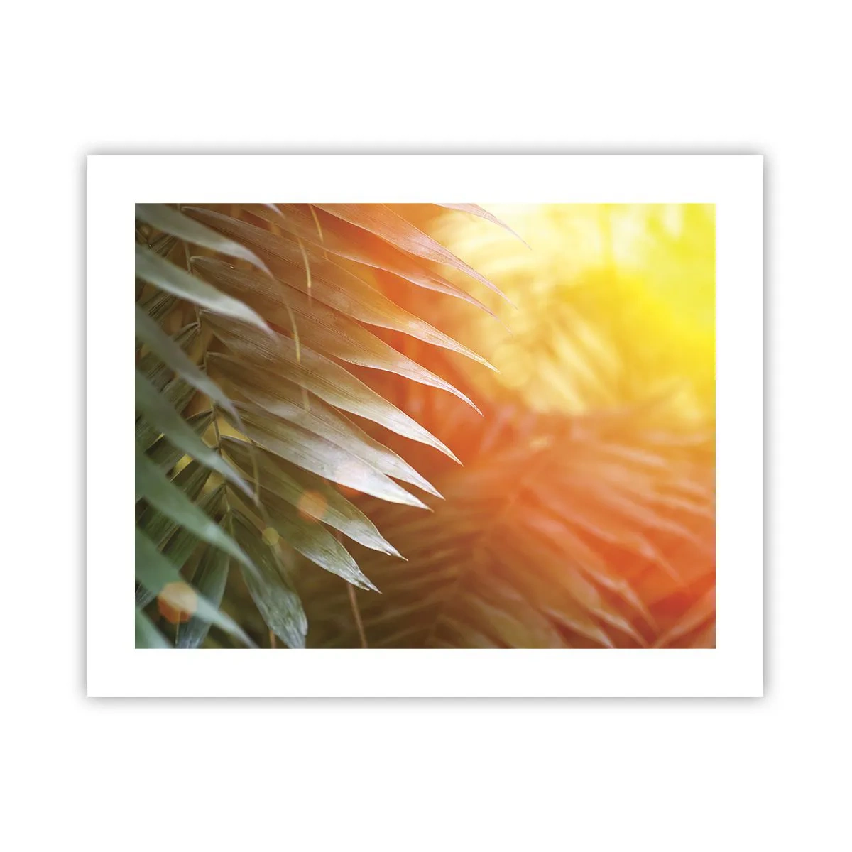 Poster - Morning in the Jungle - 50x40 cm