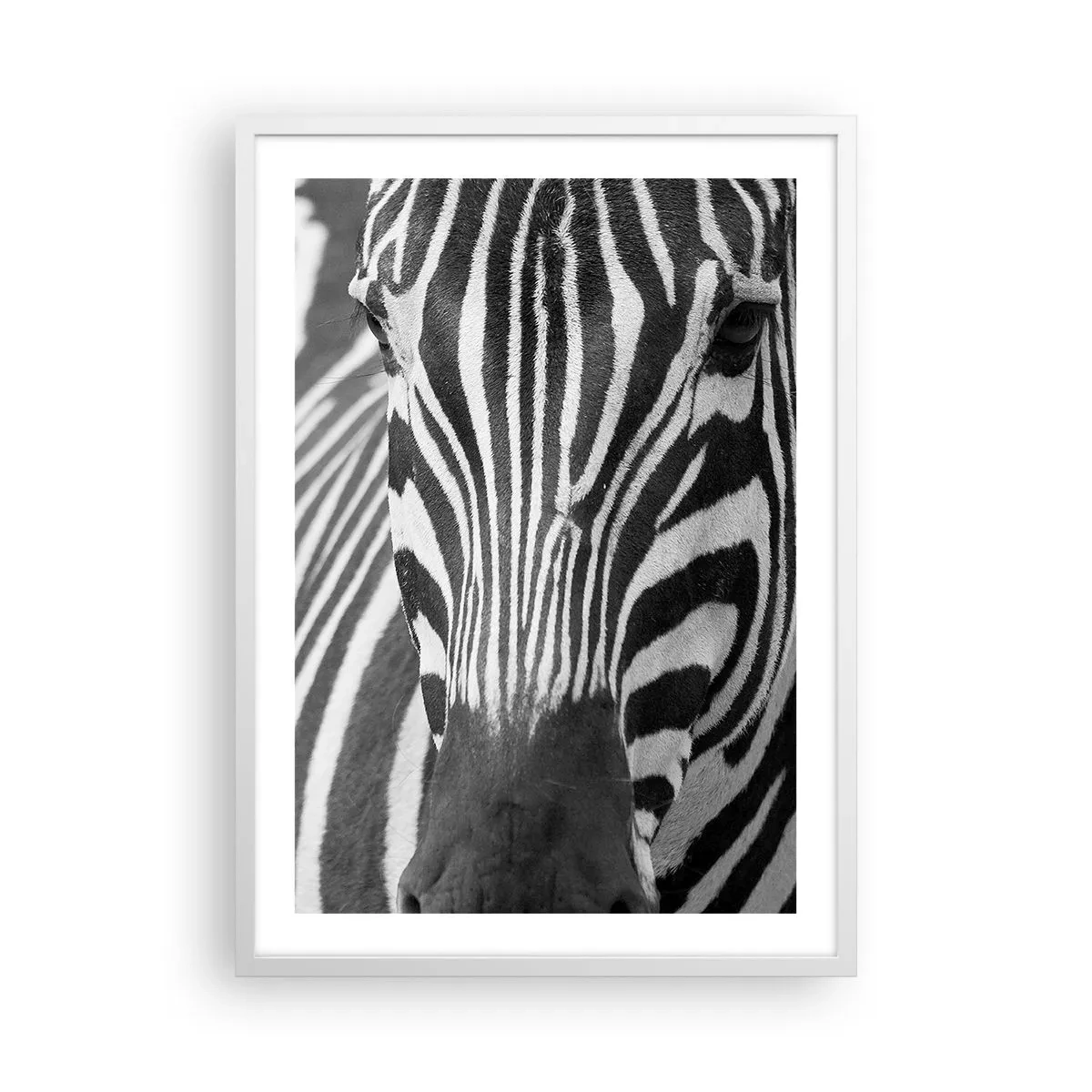 Poster in white frmae - World Is Black and White - 50x70 cm