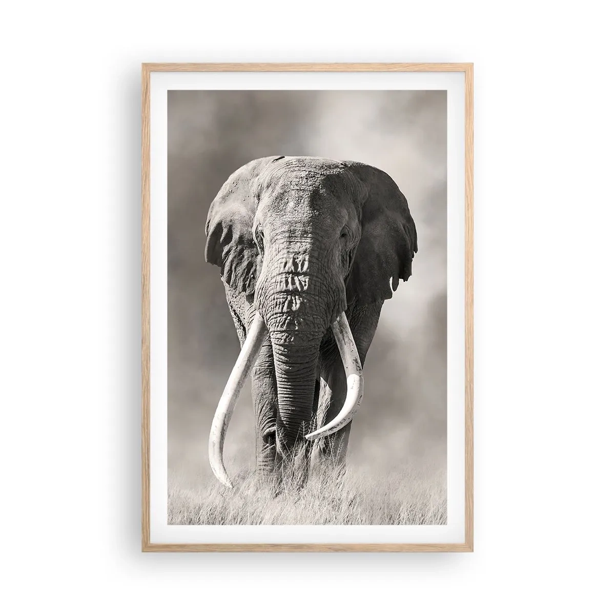 Poster in light oak frame - African Patriarch - 61x91 cm