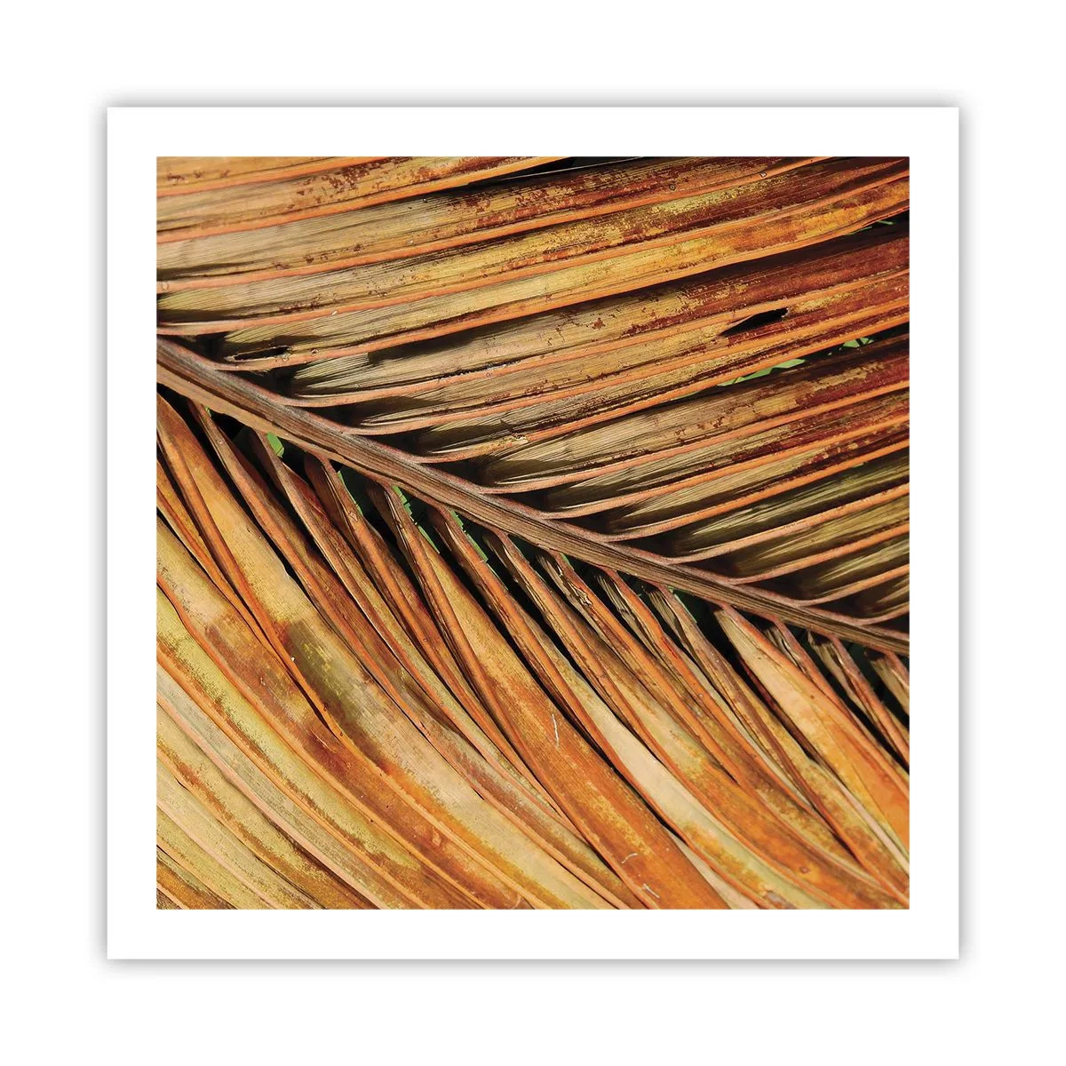 Poster - Coconut Gold - 60x60 cm
