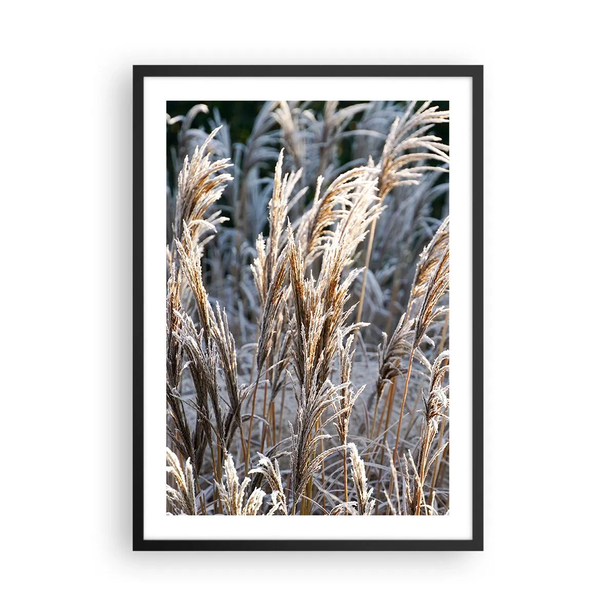 Poster in black frame - Dried grasses covered with frost in a winter landscape - 50x70cm - Decorated with Frost - Modern wall decoration for the living room and bedroom ARTTOR