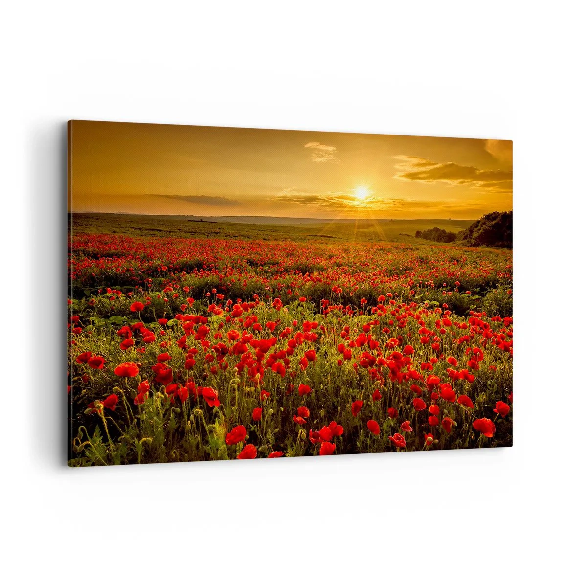 Canvas picture - In the Meadow, among Flood of Flowers - 120x80 cm