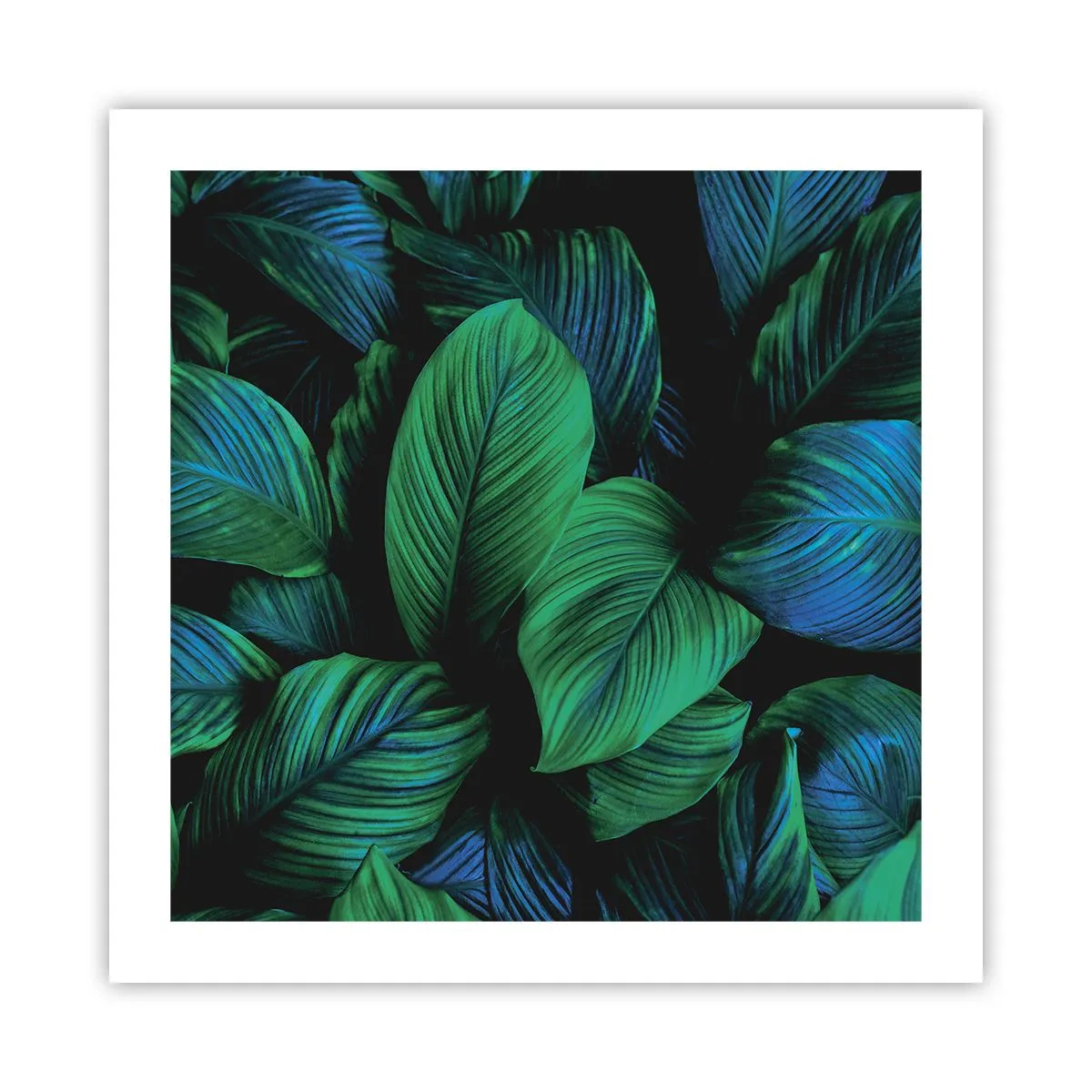 Poster - In a Green Crowd - 50x50 cm