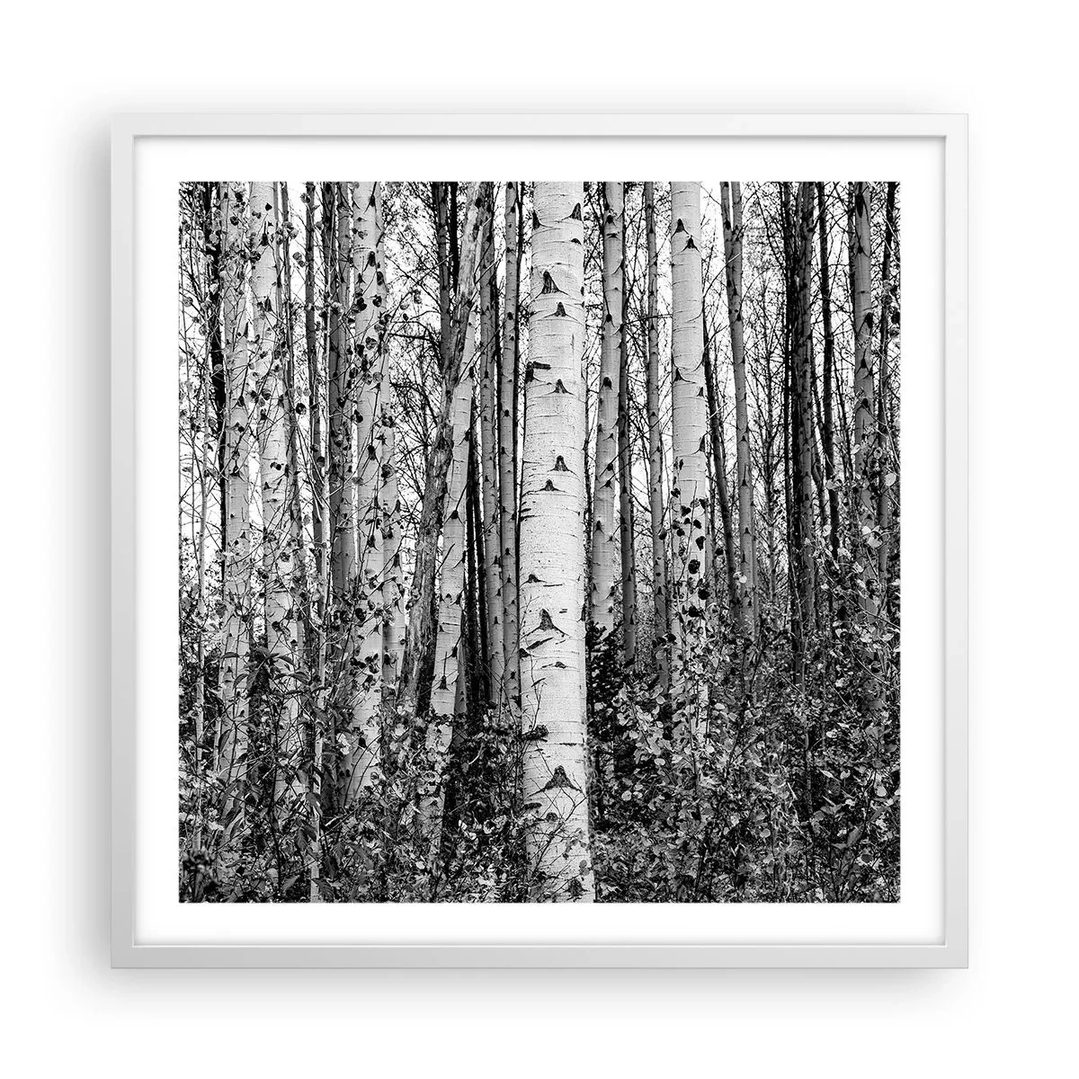 Poster in white frmae - Birch Colonnade - 60x60 cm