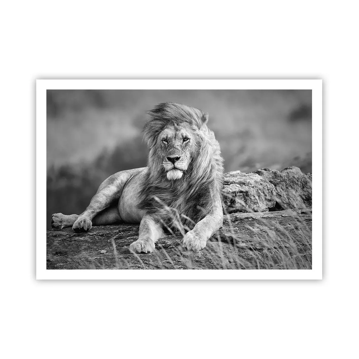 Poster - Royal Siesta - 100x70 cm