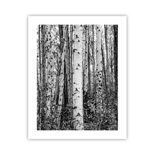 Poster - Birch Colonnade - 40x50 cm