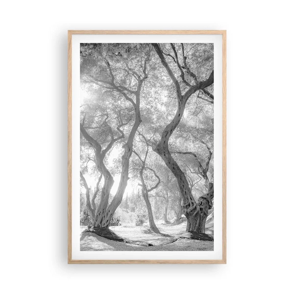 Poster in light oak frame - In an Olive Grove - 61x91 cm