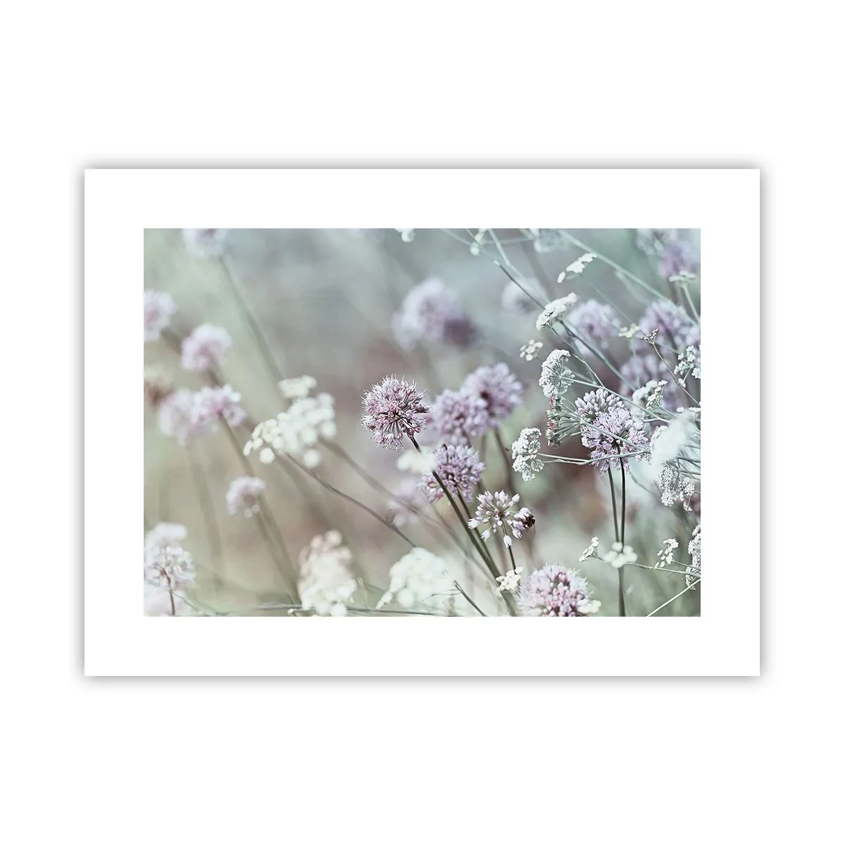 Poster - Sweet Filigrees of Herbs - 40x30 cm