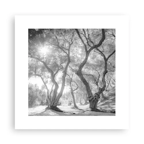 Poster - In an Olive Grove - 30x30 cm