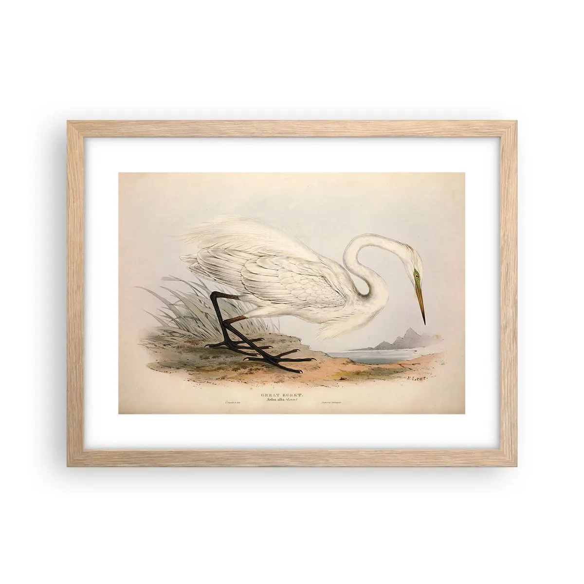 Poster in light oak frame - Lady on the Marsh - 40x30 cm