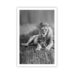 Poster - Royal Siesta - 61x91 cm