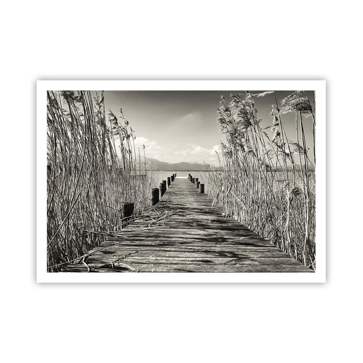 Poster - In the Grass - 100x70 cm