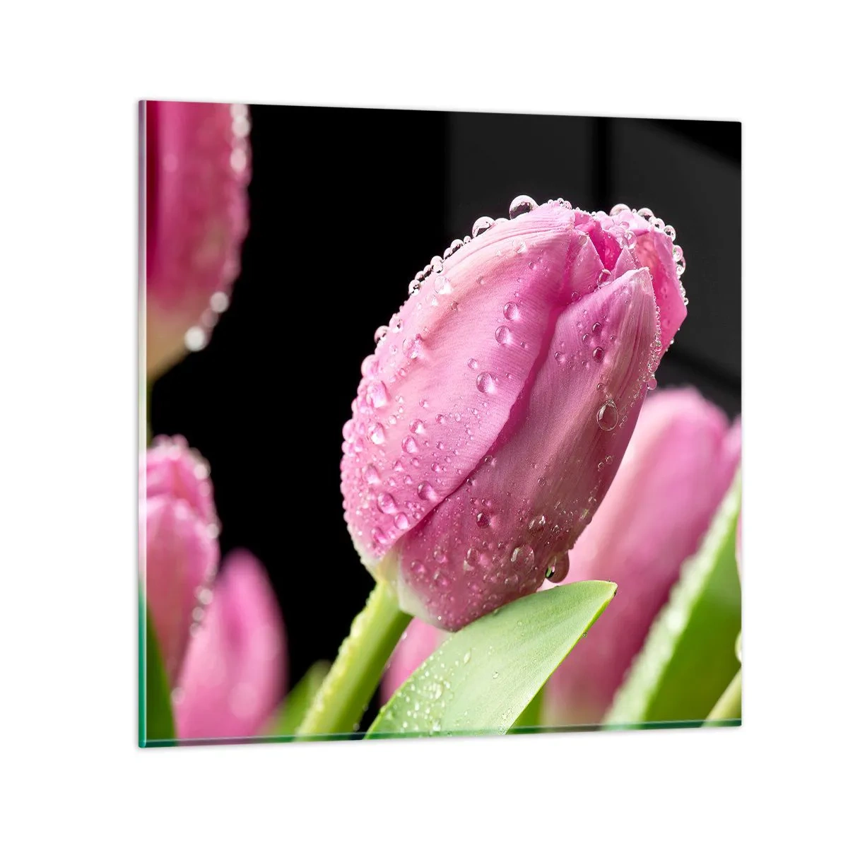 Glass picture - Lilac Dream in a Dew - 40x40 cm