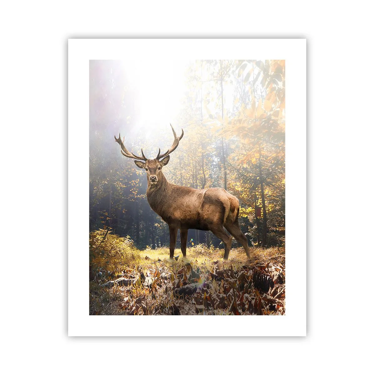 Poster - In Full Majesty - 40x50 cm