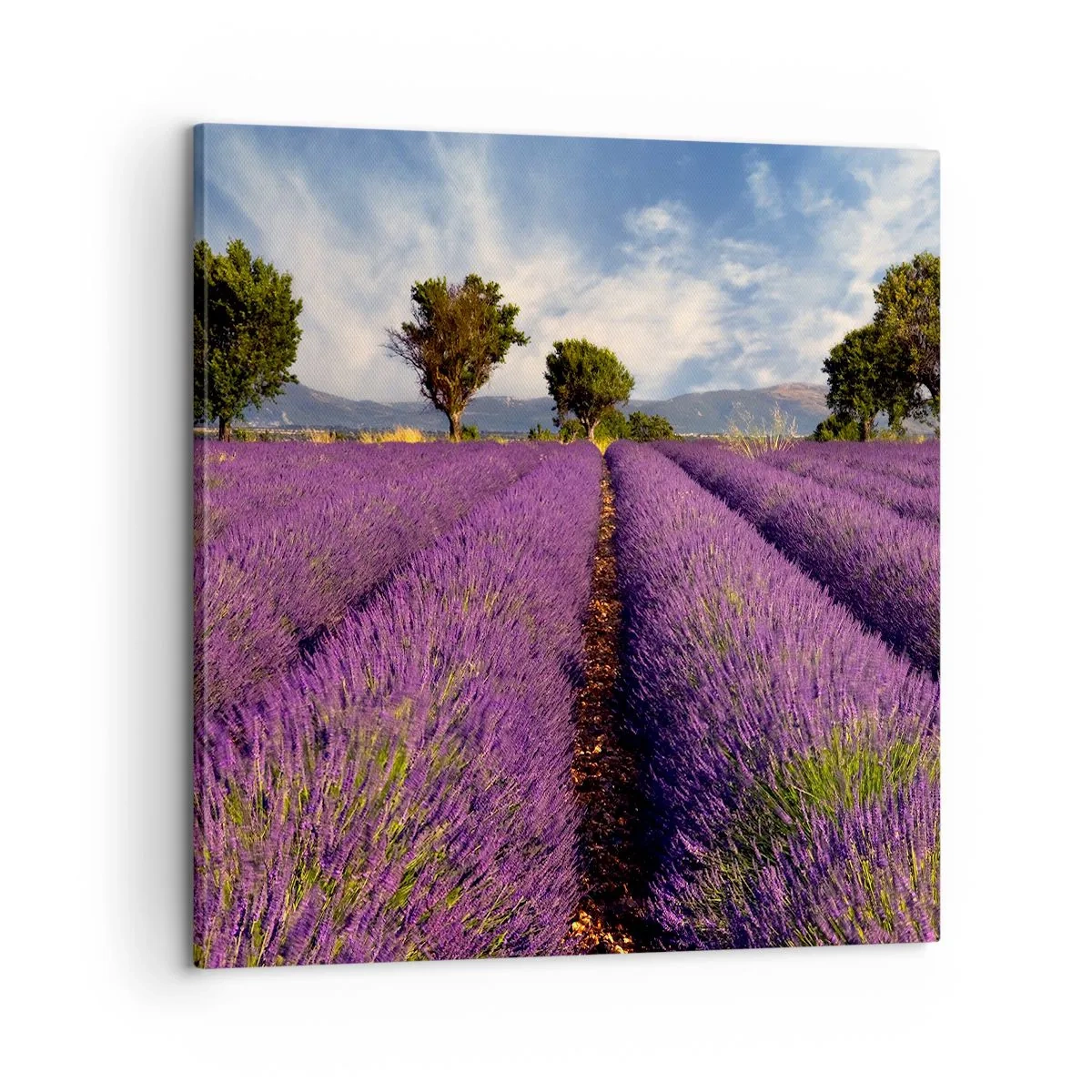 Canvas picture - Lavender Fields - 60x60 cm