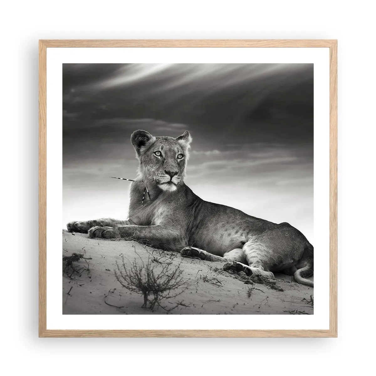 Poster in light oak frame - Queen of Desert Is Resting - 60x60 cm
