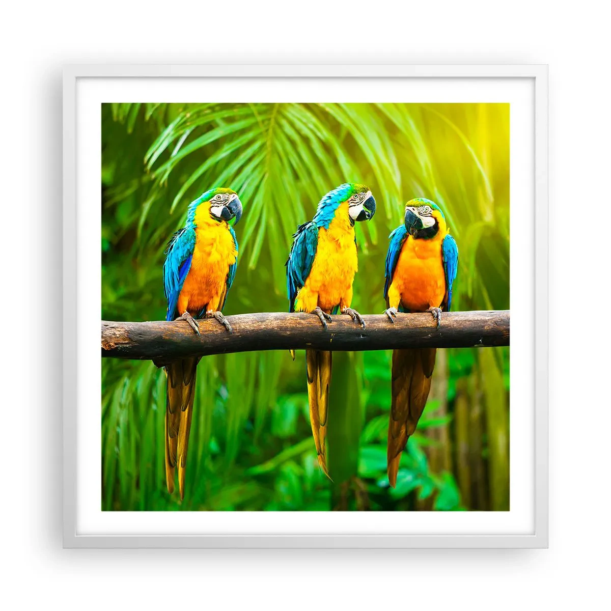 Poster in white frmae - Did You Hear that She…? - 60x60 cm