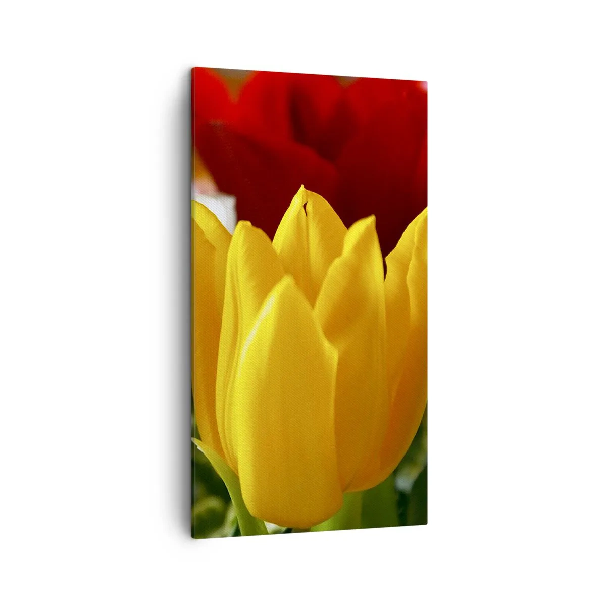 Canvas picture - Tulip Fever - 45x80 cm