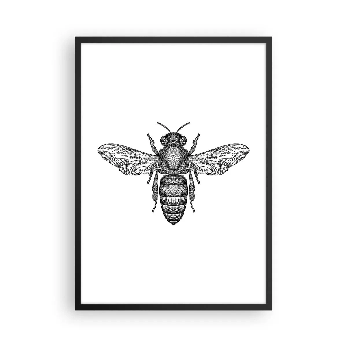 Poster in black frame - Precise illustration of a bee on a white background - 50x70cm - Insect Portrait - Modern wall decoration for the living room and bedroom ARTTOR