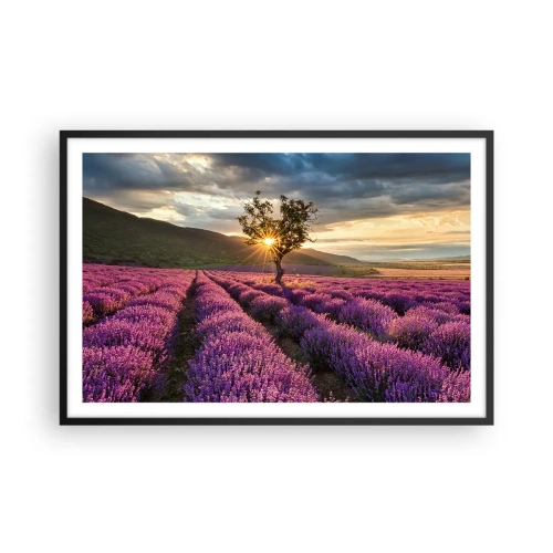 Poster in black frame - Lilac Coloured Aroma - 91x61 cm