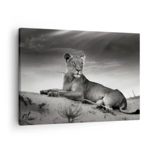 Canvas picture - Black and white portrait of a lioness in the savannah - 70x50cm - Queen of Desert Is Resting - Modern wall decoration for the living room and bedroom ARTTOR