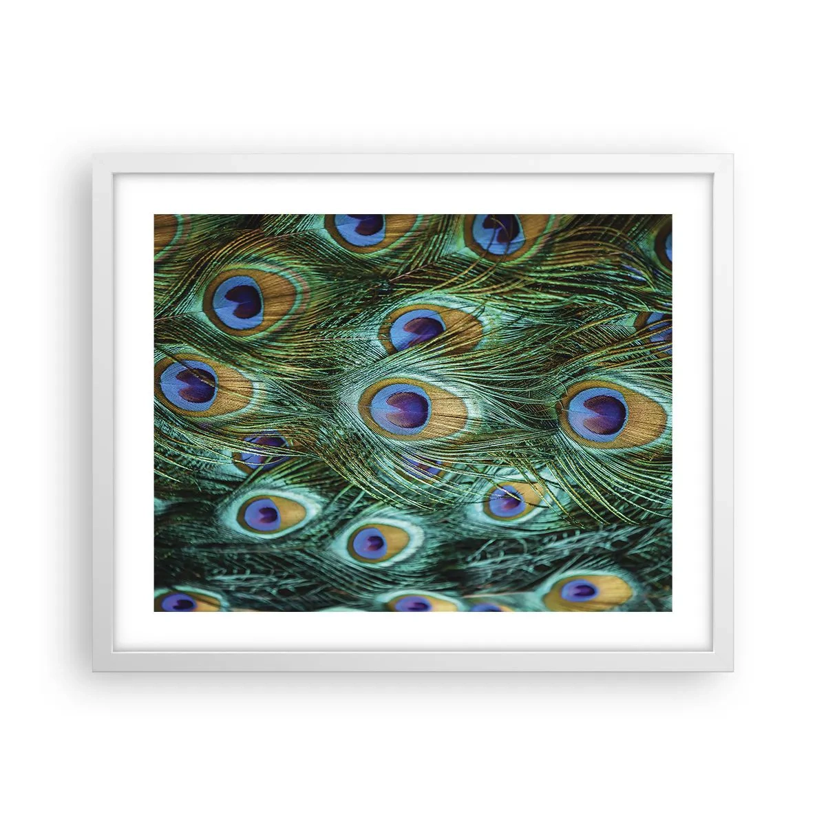 Poster in white frmae - Peacock Eyes - 50x40 cm