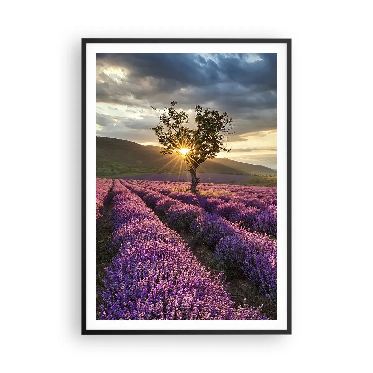 Poster in black frame - Lilac Coloured Aroma - 70x100 cm
